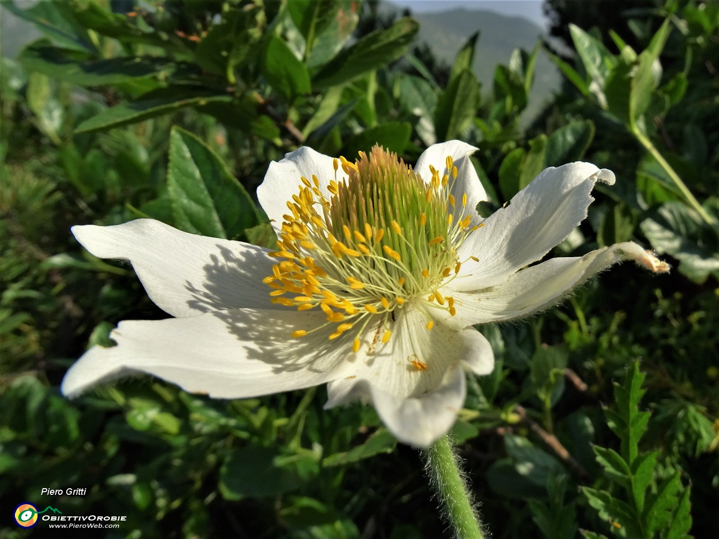 10 Pulsatilla alpina (Anemone alpino).JPG